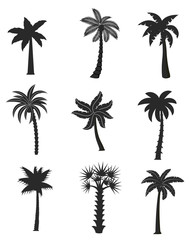 Set of black palm icons isolated on white background. Vector illustration with different shapes palm