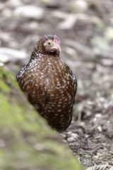 Dutch Bantam pullet