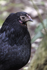 Dutch Bantam pullet