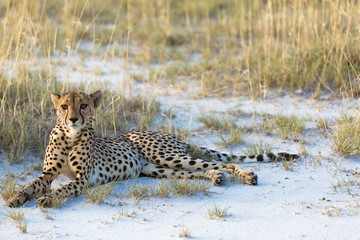 Acinonyx Jubatus