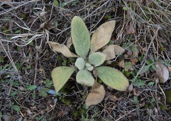 Common Mullein first year basal rosette leaves