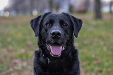 labrador in the park