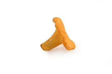 The chanterelle mushroom is lying on its side isolated on white background