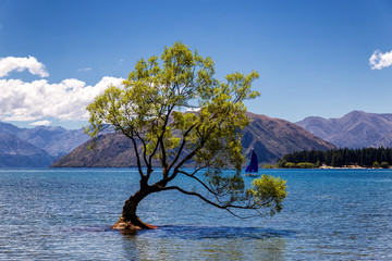 Lonely tree in a lake and a yacht in Wanaka, New Zealand