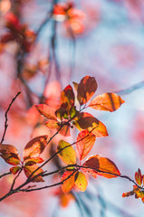 Backlight Leafs