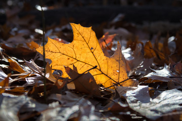 Fallen Oak leaf, laying on its edge, back lit and glowing orange with veins visible among other fallen leaves.