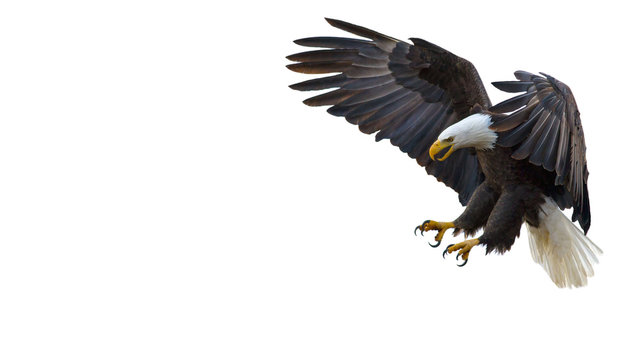Bald Eagle Text Box
