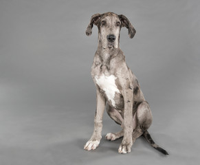SItting gray dog in studio