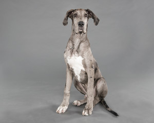 Handsome great dane puppy portrait