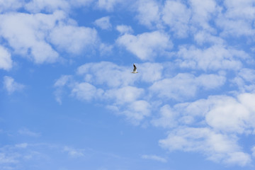 Lonely single seagull hovering high in the blue sky with white clouds, Copy space