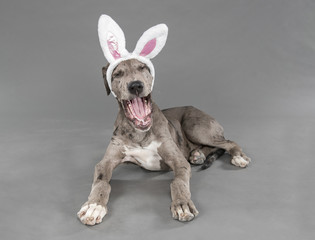 Yawning puppy with bunny ears