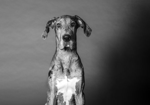 Dramatic dog portrait