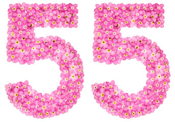 Arabic numeral 55, fifty five, from pink forget-me-not flowers, isolated on white background