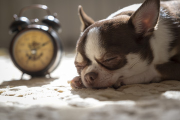 Chihuahua dog sleeps on the carpet next to the alarm clock.