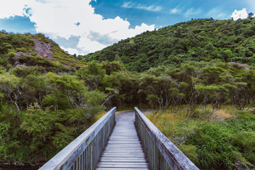 Wooden bridge in the forest of Waimangu Volcanic Valley in New Zealand