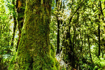 Big tree covered with moss in New Zealand forest