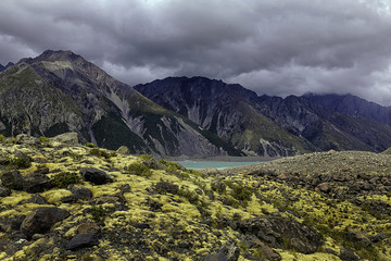 Yellow moss with high mountains backgorund in Mount Cook National park, New Zealand.