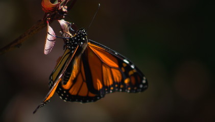 Close Up image of a Monarch Butterfly in a Garden