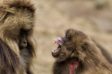 Big mouth of a endemic female gelada baboon to a male in the Simien Mountains National Park in Ethiopia