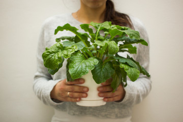 Woman holding plant with two hands