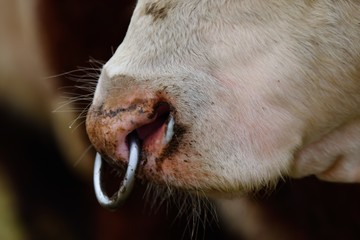 Hereford cattle - British breed of beef cattle from the county of Herefordshire