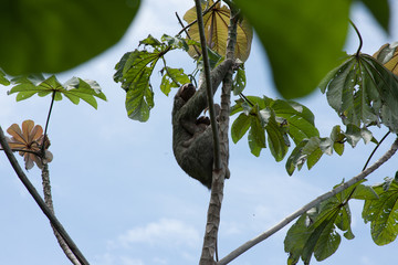 Climbing