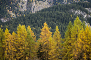 Larch trees in autumn foliage contrasting against green pine trees