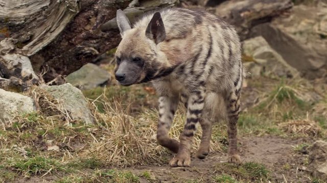 Striped hyena (Hyaena hyaena)