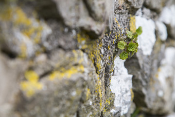 Shrub in wall