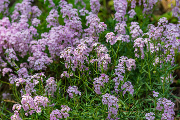 Pink blooming spring meadow