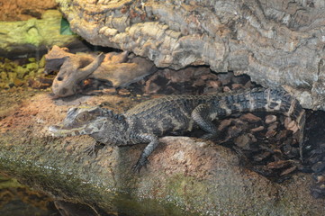 Crocodile