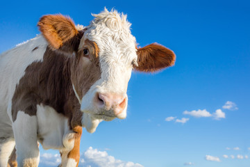 Bio Landwirtschaft junge Kuh in freier Natur freilaufende Kühe milchkuh milchkühe weidemilch...