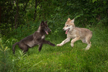 Grey Wolf Pups (Canis lupus) Bounce