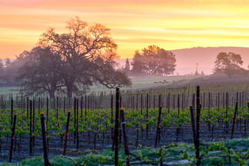Obraz premium Vineyard Sunrise