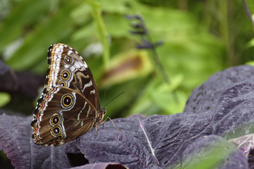 Perched Butterfly