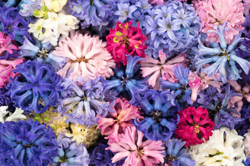 Obraz premium mosaic background of colorful, blooming spring hyacinth flowers in keukenhof garden, Netherlands 