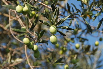 Frische Oliven am Baum