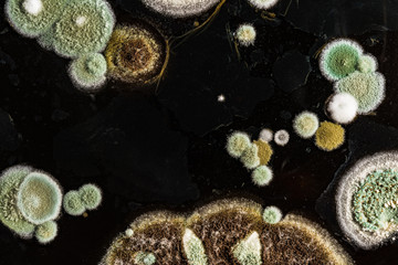 green yellow round fungal mold on a heterogeneous black surface, macro abstract background
