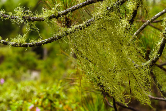 Feuchte Flechten h&auml;ngen &uuml;ber Zweigen im Tamadaba Wald, Gran Canaria, selektiver Fokus