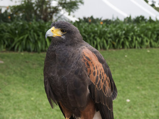 Harris Hawk in the grounds of a luxury Hotel in Funchal Madeira Portugal 