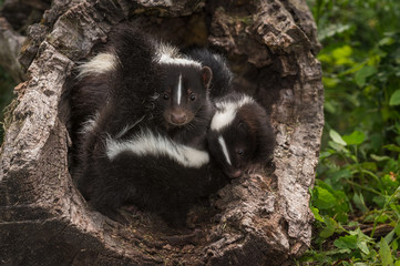Striped Skunk (Mephitis mephitis) Doe and Kits in Log