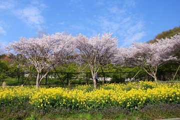 Cherry blossoms and rape blossoms in full bloom