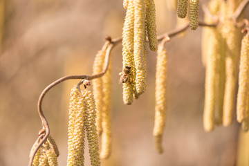 Corylus avellana - bee collecting honey on a hazelnut shrub in spring