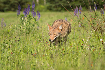 Coyote (Canis latrans) Prowls Forward