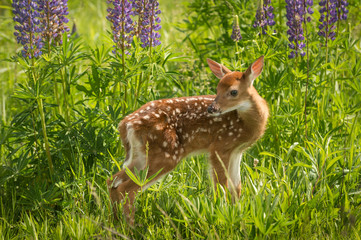 White-Tailed Deer Fawn (Odocoileus virginianus) Looks Over Shoulder