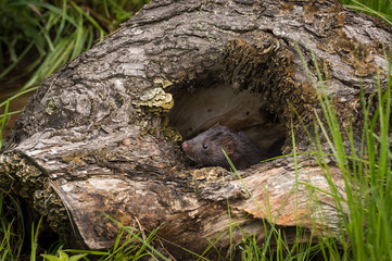 Adult American Mink (Neovison vison) Looks Out of Log