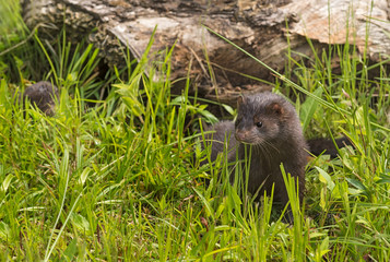 Adult American Mink (Neovison vison) Pops Up From Grass