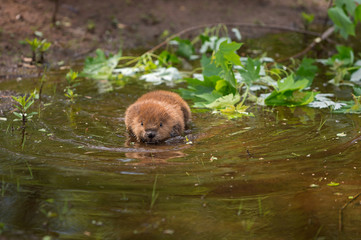 North American Beaver (Castor canadensis) Kit Swims Through Shallow Water