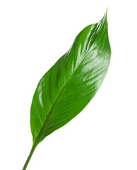 Fototapeta na wymiar Beautiful tropical Spathiphyllum leaf on white background