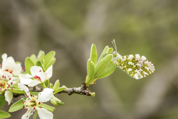 Butterfly in nature